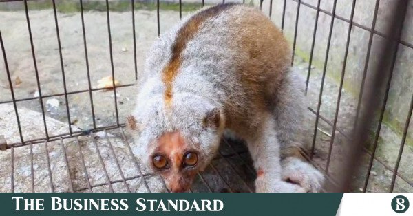 slow_loris.jpg