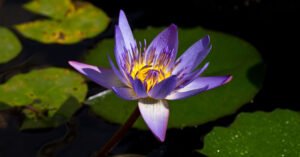 00SCI-LOTUS-EATERS-02-facebookJumbo.jpg