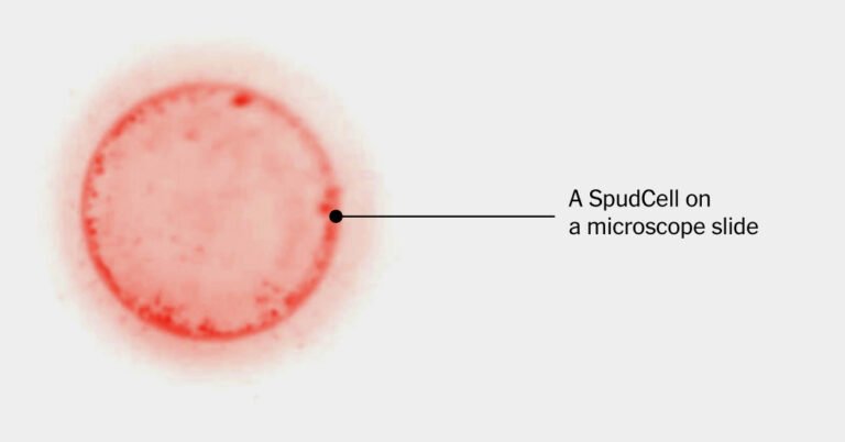 2026-06-24-spud-synthetic-cell-index-facebookJumbo.jpg