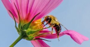23bee-forum-facebookJumbo.jpg