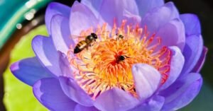 28bee-forum-facebookJumbo.jpg