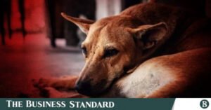 animal_cruelty.jpg
