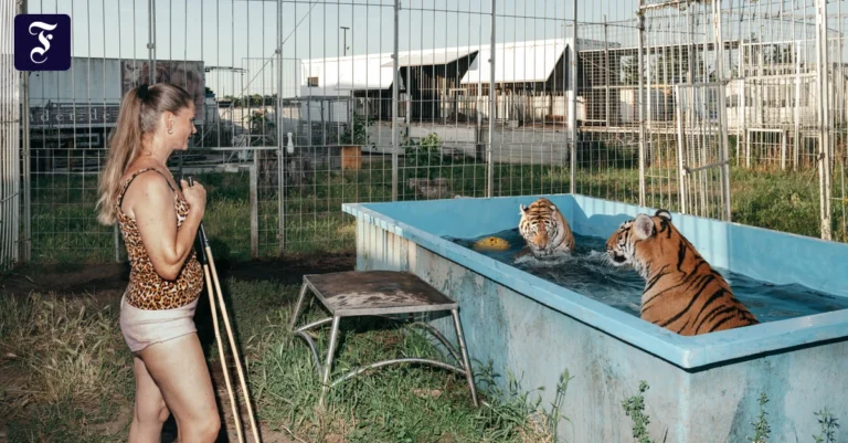 auch-tiger-suchen-bei-hitze.webp.webp