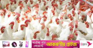 broiler-chicken-696x464.jpg