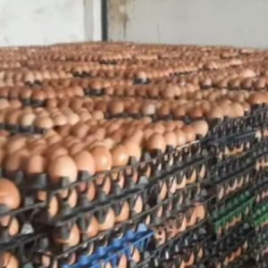 egg-price1-8a393fc82c54b74f8f3c72c40745e873.jpg