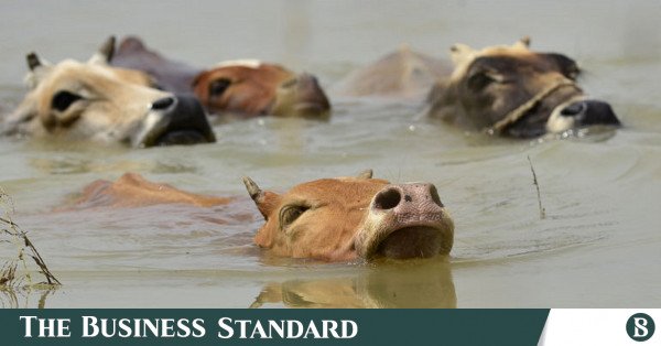flood_cattle.jpg