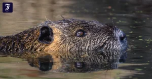 invasive-art-die-nutrias.webp.webp
