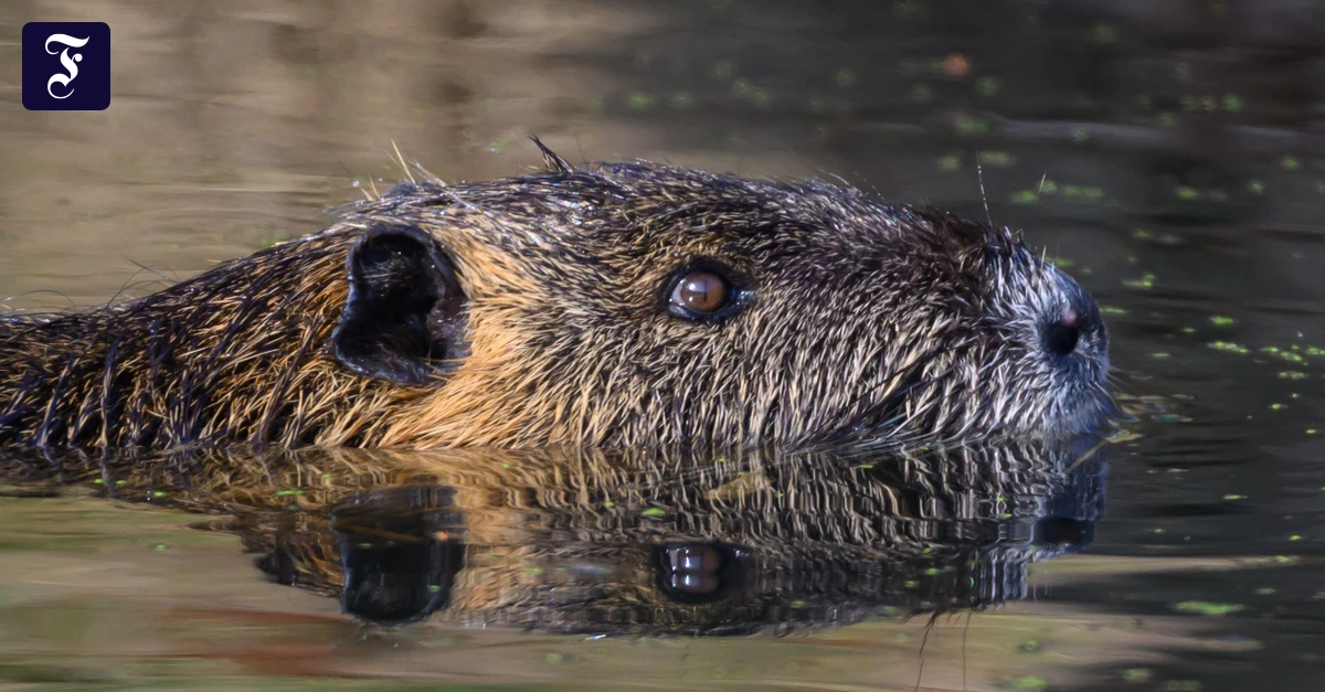 invasive-art-die-nutrias.webp.webp