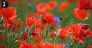 klatschmohn-erkennen-junge.webp.webp