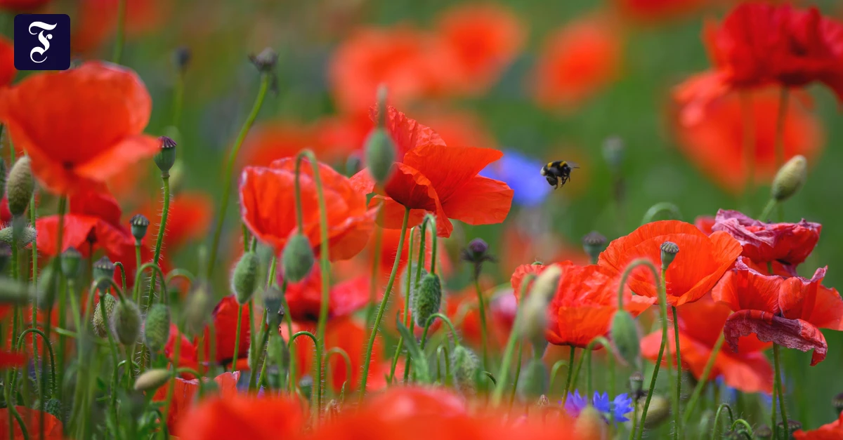 klatschmohn-erkennen-junge.webp.webp