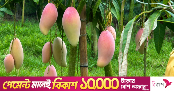 red_ivory_mango.png