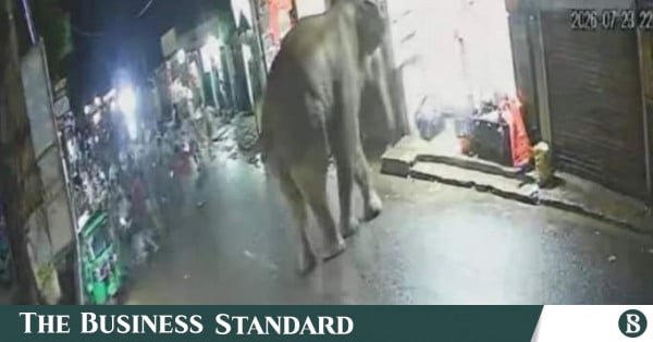 stray_elephant_ctg.jpg