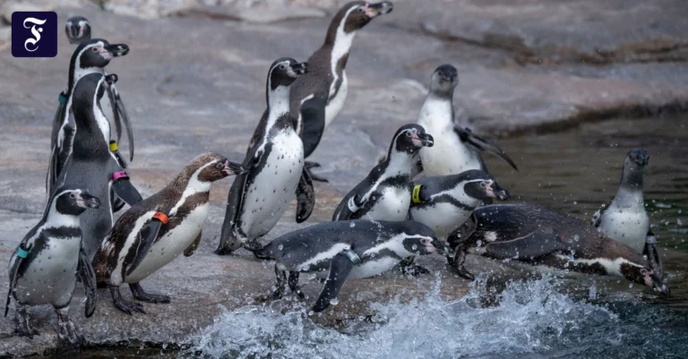 und-action-die-pinguine-im.webp.webp