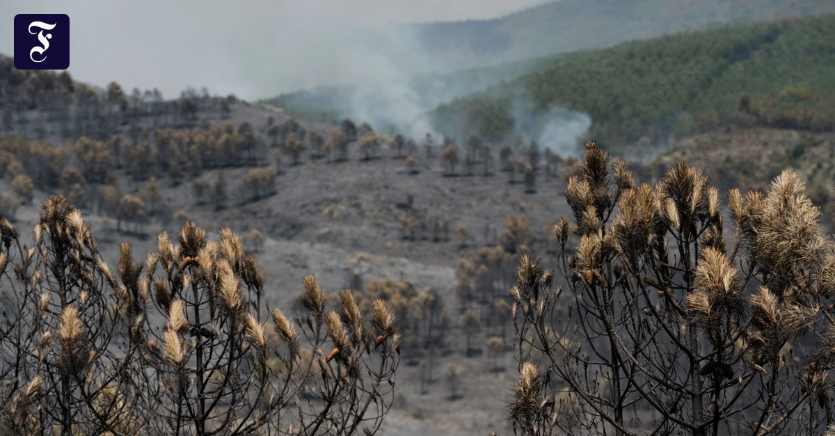 vom-brand-zerstoert-das-feuer.webp.webp