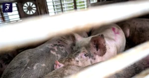 von-wegen-lebewesen-schweine.webp.webp