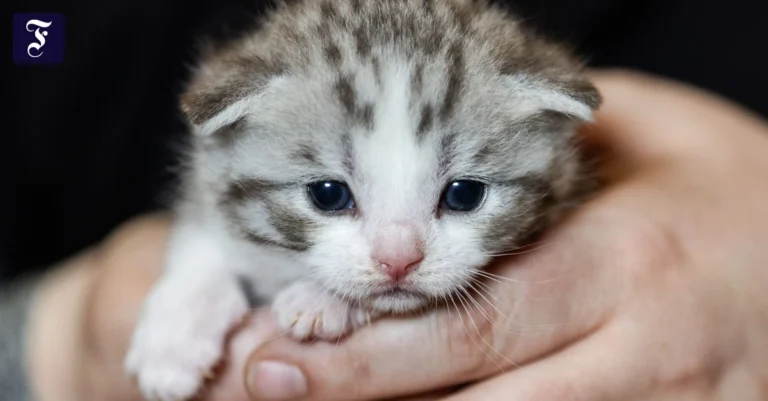 wer-will-es-haben-katzenjunges.webp.webp