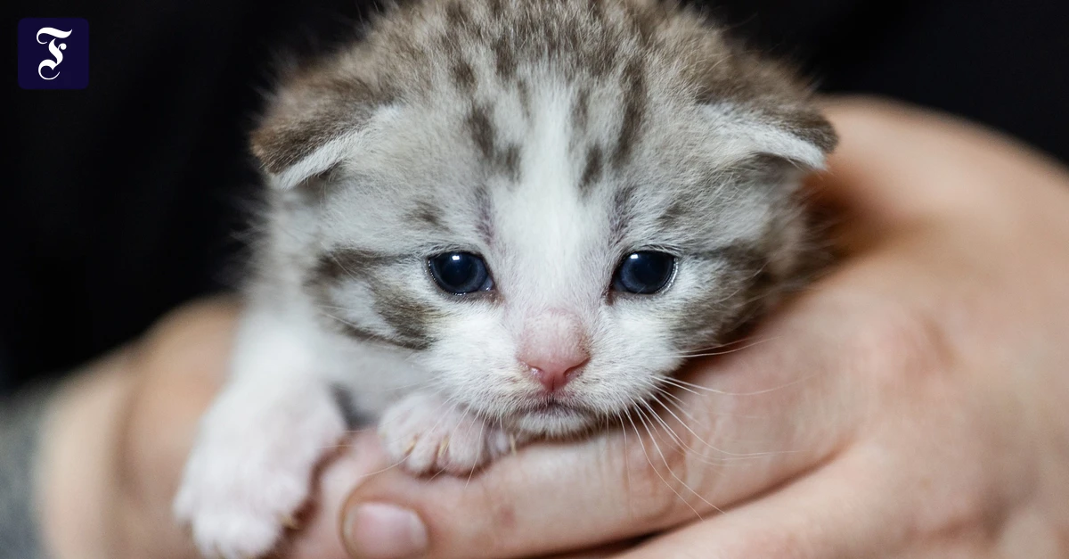 wer-will-es-haben-katzenjunges.webp.webp