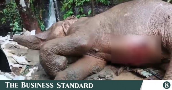 wild_elephant.jpg