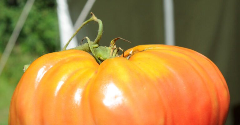 11re-garden-tomato-quiz-facebookJumbo.jpg