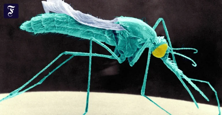 anopheles-stephensi-in-einer.webp.webp