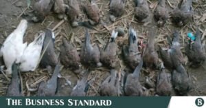 birds_death.jpg