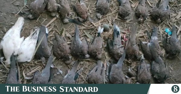 birds_death.jpg