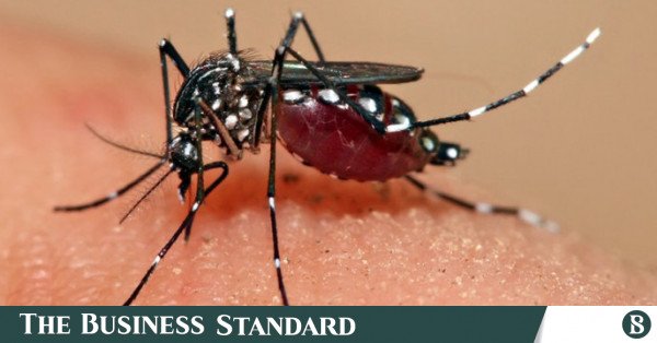 dengue.jpg
