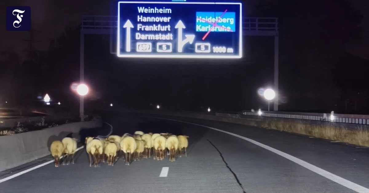 eine-entlaufene-schafherde-ist.webp.webp