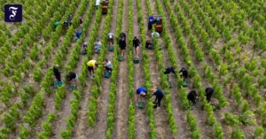 erntebeginn-in-der-champagne.webp.webp