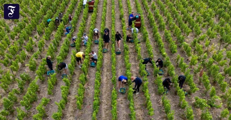 erntebeginn-in-der-champagne.webp.webp