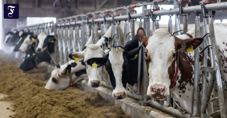 geben-wieder-mehr-milch-kuehe.webp.webp