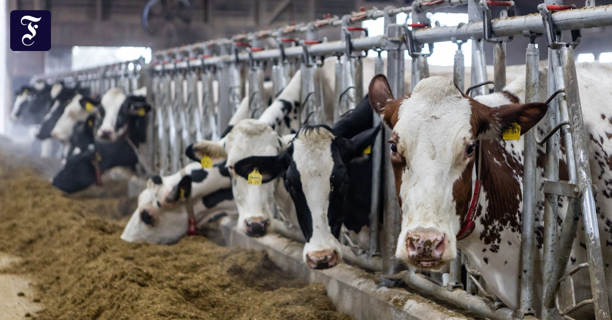 geben-wieder-mehr-milch-kuehe.webp.webp