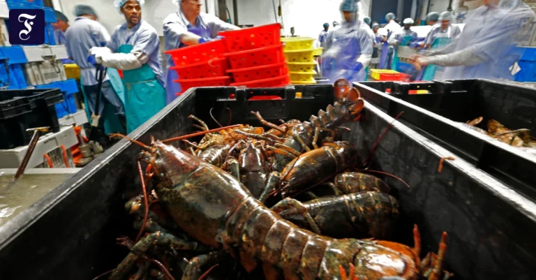 hummer-werden-in-der-sea-hag.webp.webp