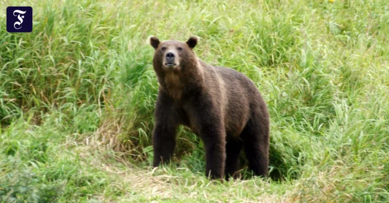 im-russischen-altai-gebirge.webp.webp
