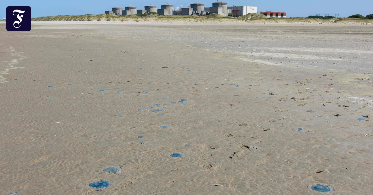 quallen-am-strand-vor-dem.webp.webp