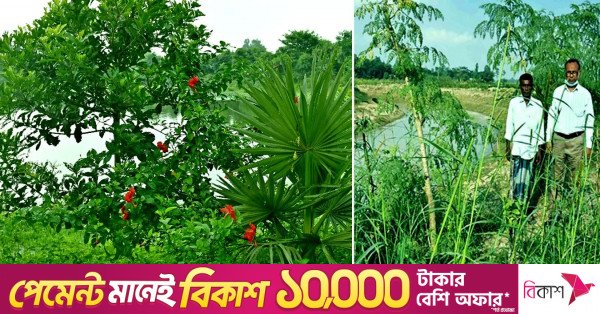 rangpur_plantsjpg.jpg