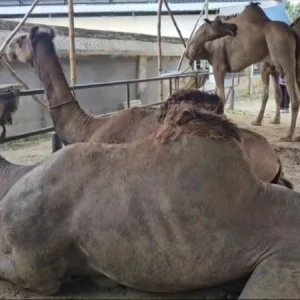 saudia-91d5becb2f8ae71140d05505005add2d.jpg