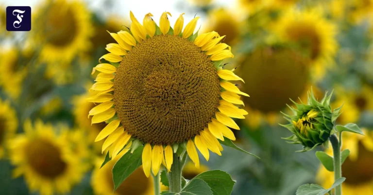 sonnenblumen-stehen-auf-einem.webp.webp