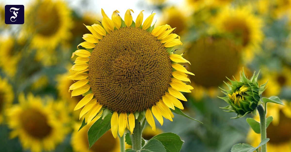 sonnenblumen-stehen-auf-einem.webp.webp