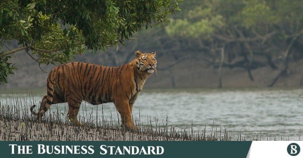 sundarbans_collected.jpg