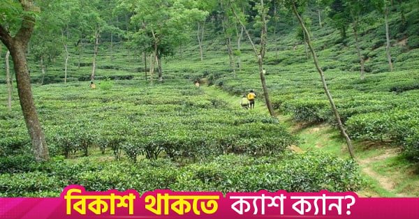 tea_garden__0.jpg