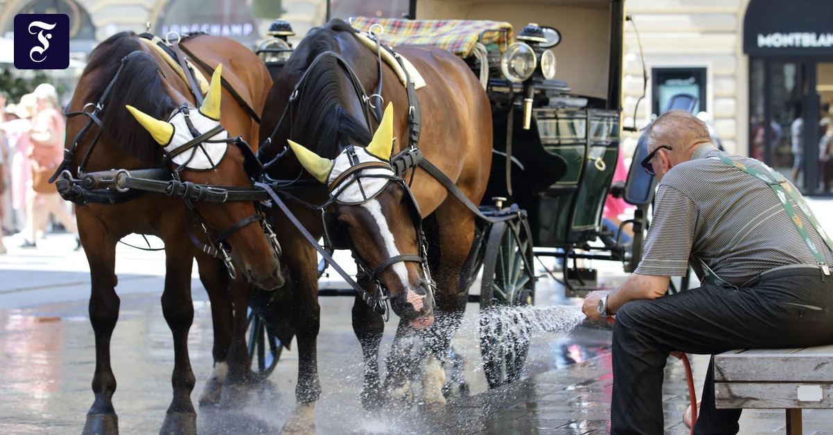 wasser-marsch-fiaker-fahrer-in.webp.webp