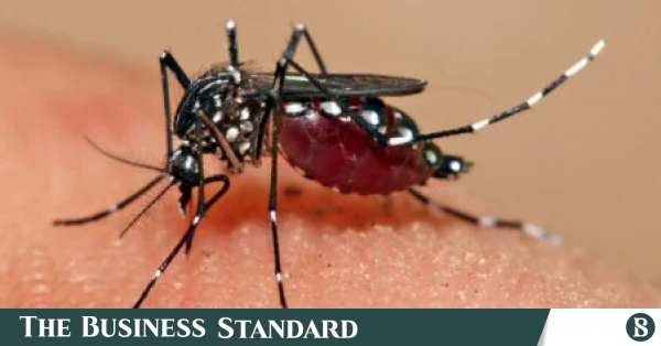 1790082362_dengue.jpg