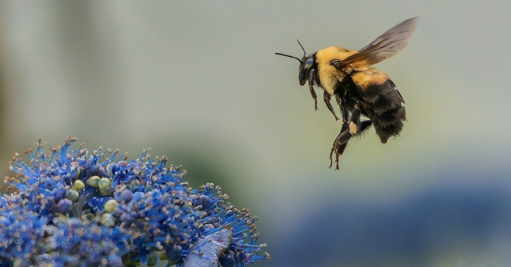 23bee-forum-facebookJumbo.jpg