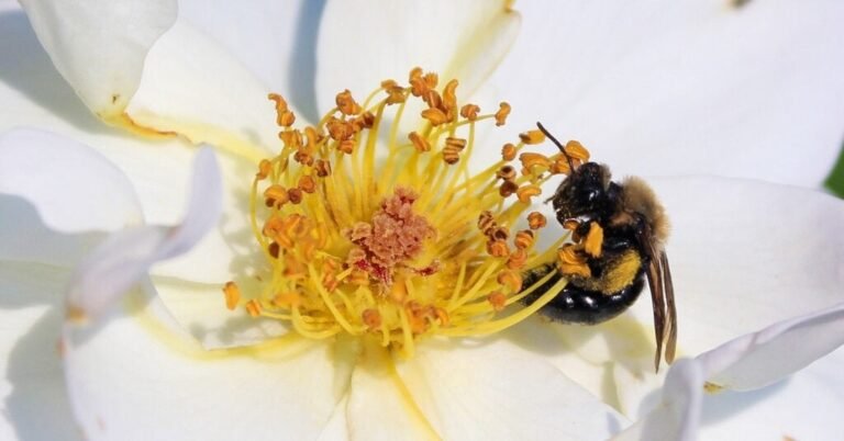 24bee-forum-facebookJumbo.jpg