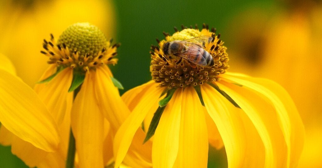 25bee-forum-facebookJumbo.jpg