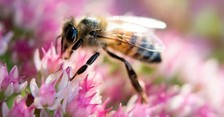26bee-forum-facebookJumbo.jpg
