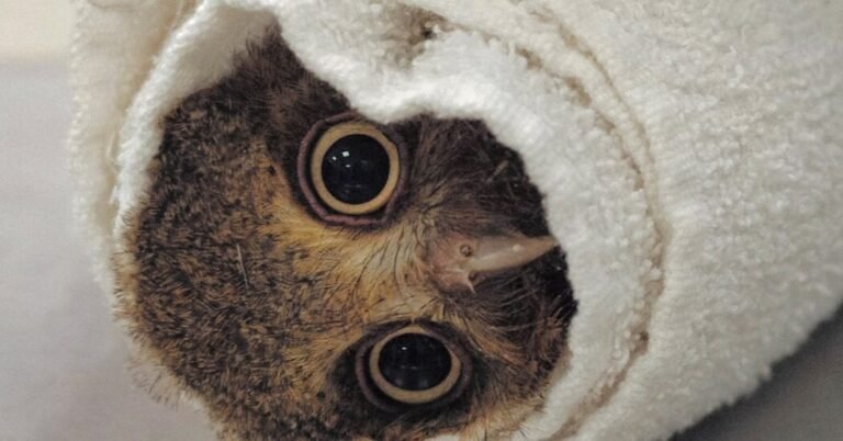26wordplay-owlet-facebookJumbo-v3.jpg