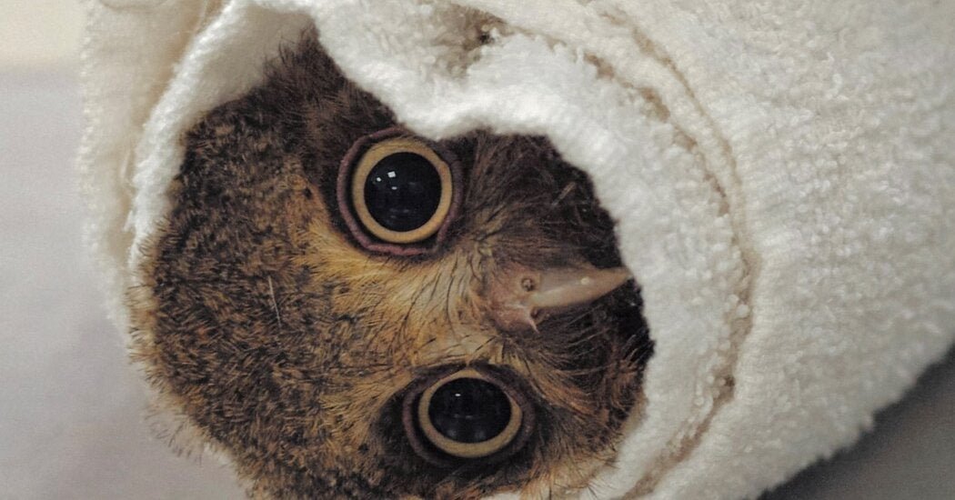 26wordplay-owlet-facebookJumbo-v3.jpg