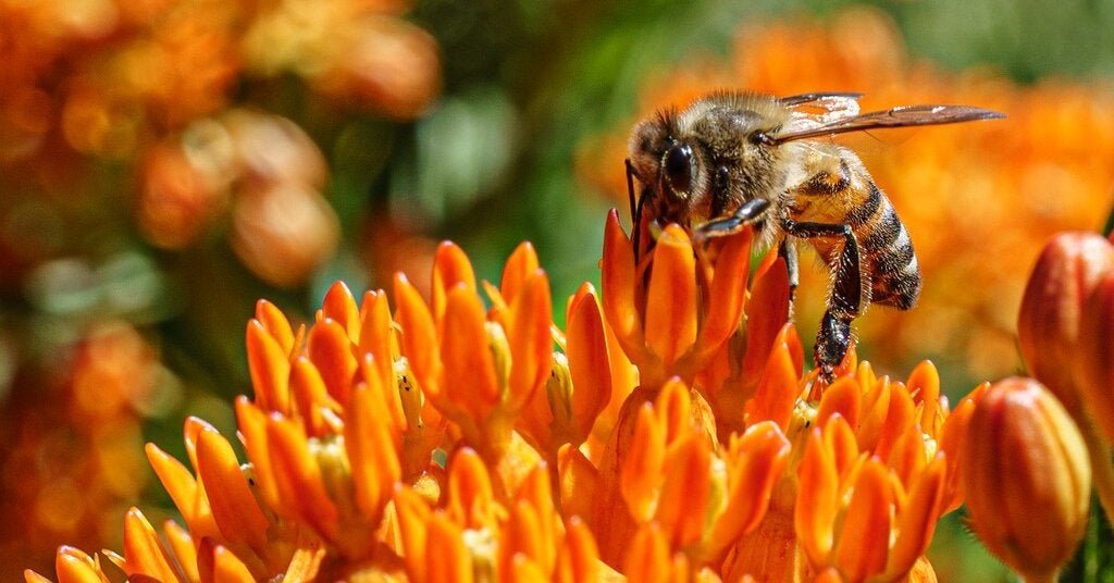 27bee-forum-facebookJumbo.jpg